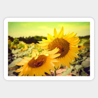 Summer Sunshine Sunflower Sticker